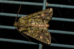 Ichneutica plena