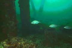 Pseudocaranx georgianus