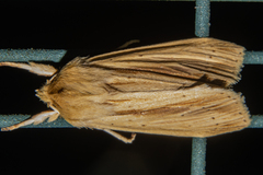 Ichneutica sulcana