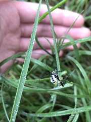 Commius elegans
