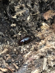 Synuchus impunctatus