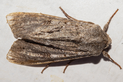 Ichneutica ustistriga