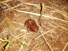 Arthroleptis stenodactylus