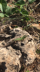 Podarcis waglerianus