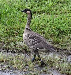 Branta sandvicensis