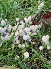 Coprinellus