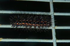 Nyctemera annulata