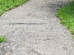 Coluber constrictor anthicus