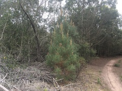Pinus pinaster
