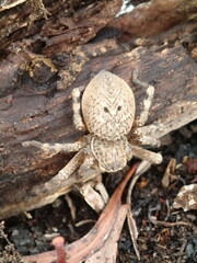 Neosparassus calligaster