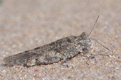 Sphingonotus corsicus