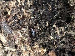 Synuchus impunctatus