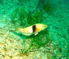 Notolabrus tetricus