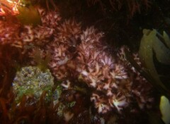 Rhodophyta