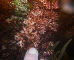 Rhodophyta