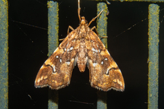 Musotima nitidalis