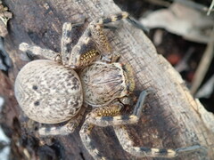 Neosparassus calligaster