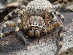 Neosparassus calligaster