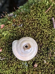 Plectotropis vulgivaga