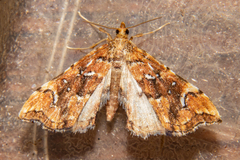 Musotima nitidalis