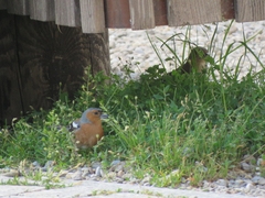 Fringilla coelebs coelebs