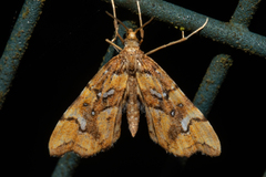 Musotima nitidalis