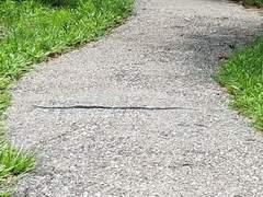 Coluber constrictor anthicus