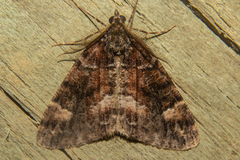 Pseudocoremia productata