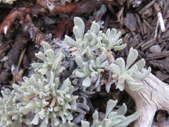 Eriogonum kennedyi