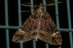 Pseudocoremia productata