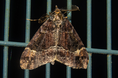 Pseudocoremia productata