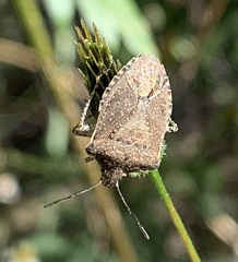 Carpocorini