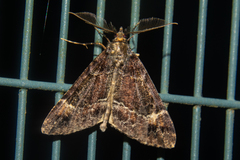 Pseudocoremia productata