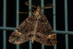 Pseudocoremia productata