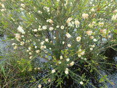 Melaleuca armillaris