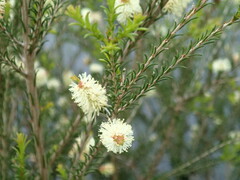 Melaleuca armillaris