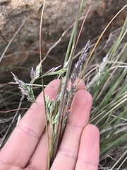 Poa poiformis
