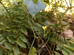 Cucurbitaceae