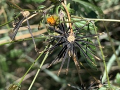 Bidens aurea