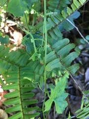 Cucurbitaceae