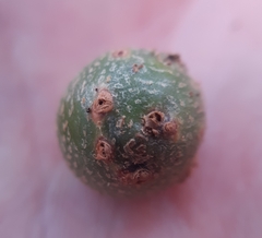 Andricus infectorius