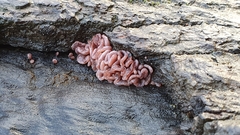 Ascocoryne sarcoides