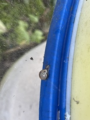 Cepaea