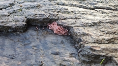 Ascocoryne sarcoides