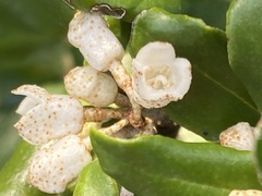 Elaeagnus thunbergii