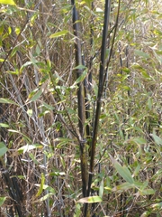 Phyllostachys nigra nigra