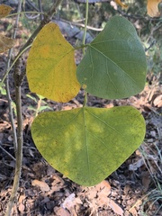 Erythrina flabelliformis