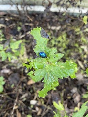 Chrysolina coerulans