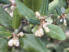 Elaeagnus thunbergii
