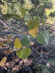 Erythrina flabelliformis